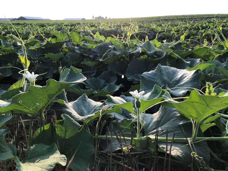 treasuredcountrygifts.com gourd crop